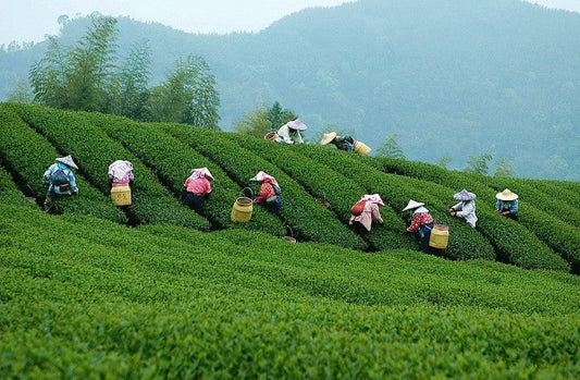 The Art and Science of Tea Processing
