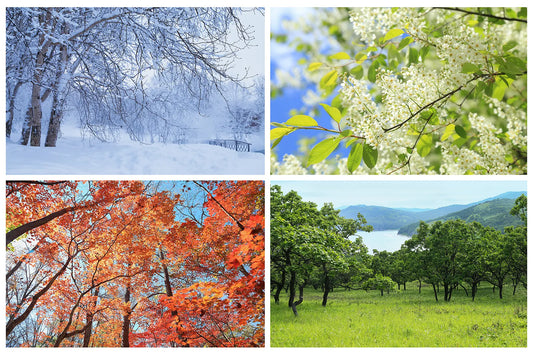 Understanding Tea Harvest Seasons